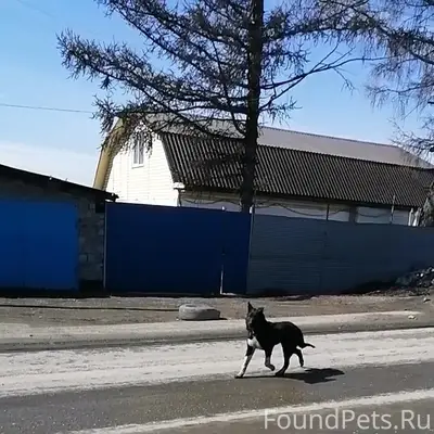 Пропала собака, Дубрава