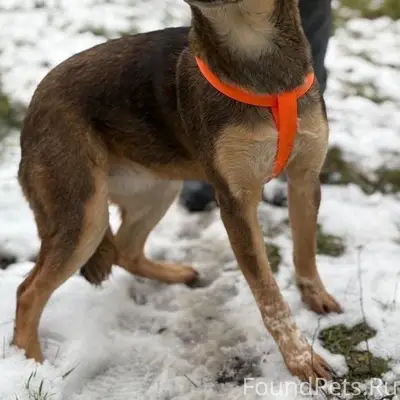 Пропала собака Дина, с. Левокумка