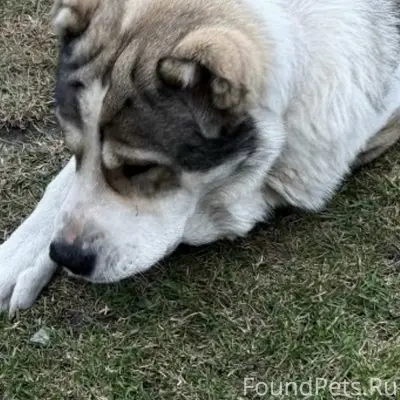 Пропал пёс Бик, Тольятти