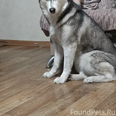 Пропала собака Лесси, Заводской район