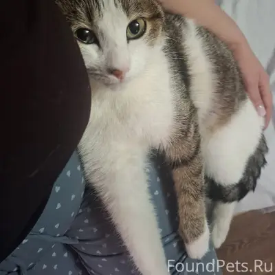 Найдена кошка камышового окраса, Эльмаш