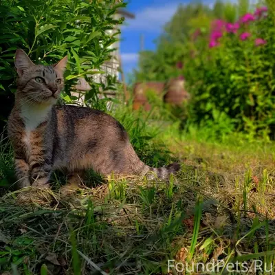 Пропала кошка Ника, Архангельская 13а