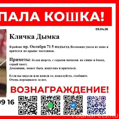 Пропала кошка Дымка, проспект Октября
