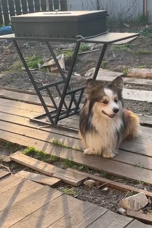 Пропала собака, [место не указано]