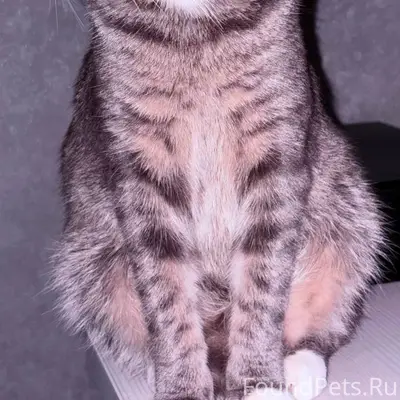 Пропал кот, улица Ставского, Пенза