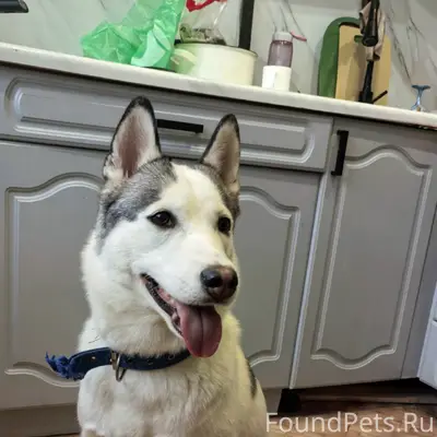 Пропала хаски Альта