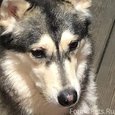 Найден метис, Б. Томылово