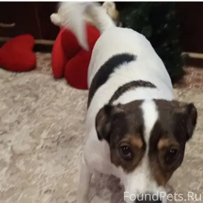 Пропал пёс.Донецк,ДНР