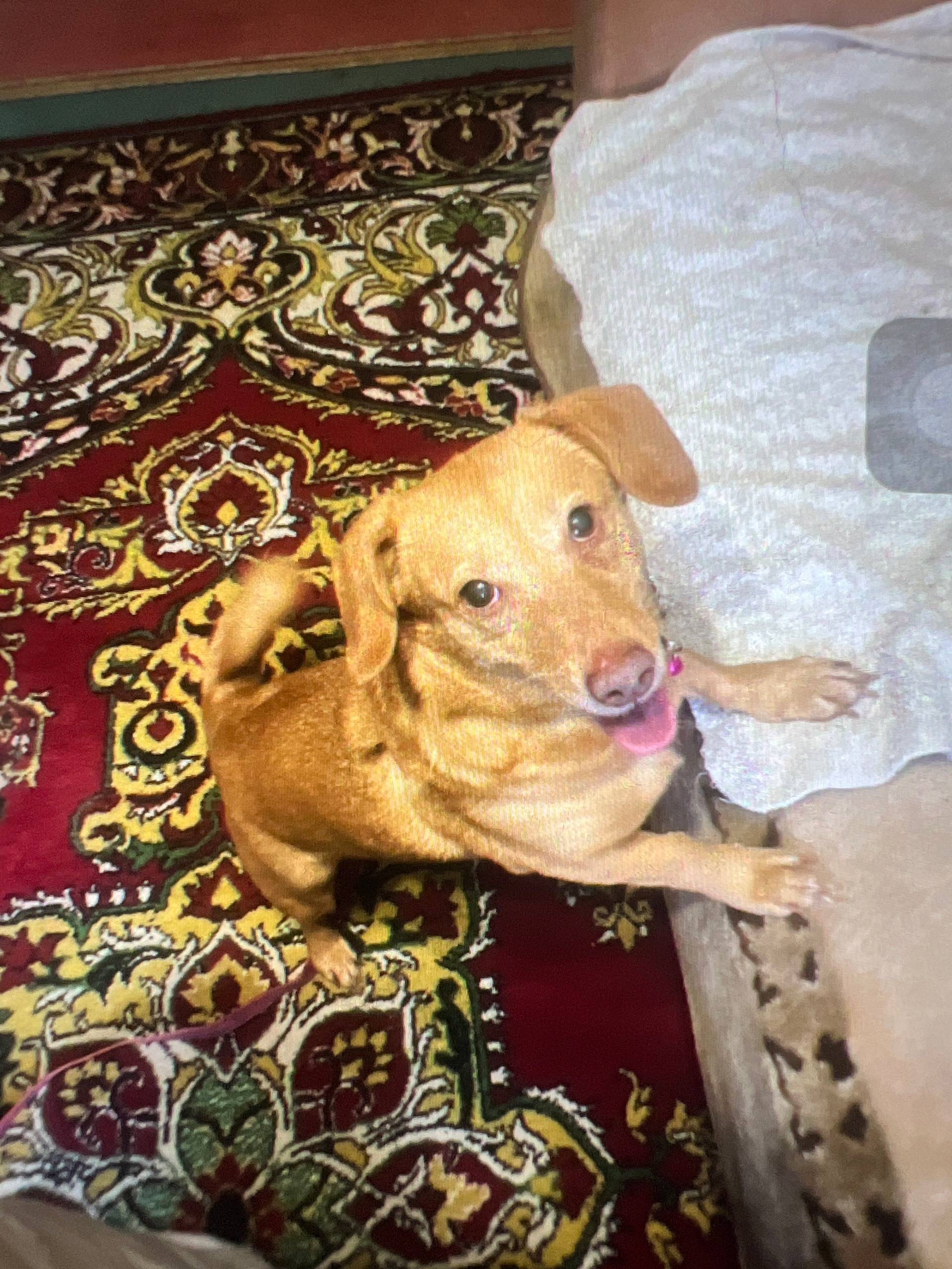 Пропала такса Лила, Симферопольский район