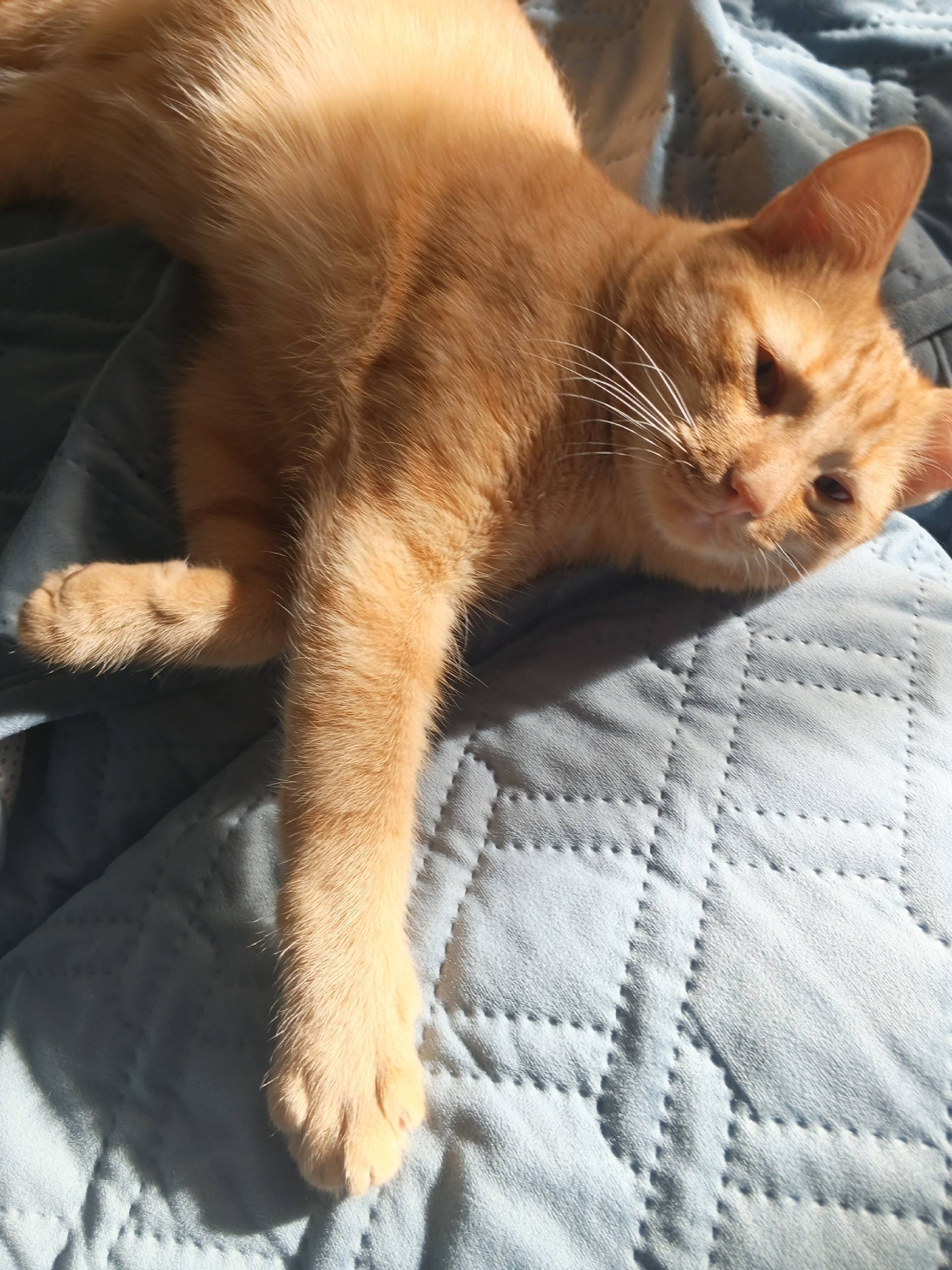 Пропал рыжий кот Фёдор, ж. д. район