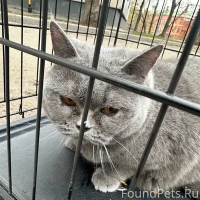 Найдена британка, Москва, метро Пролетарская