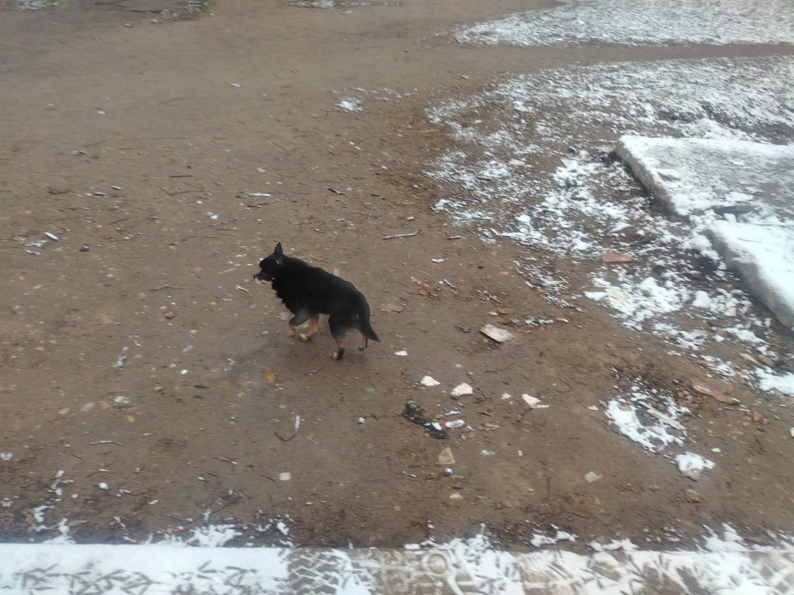 Пропала собака, Ситники