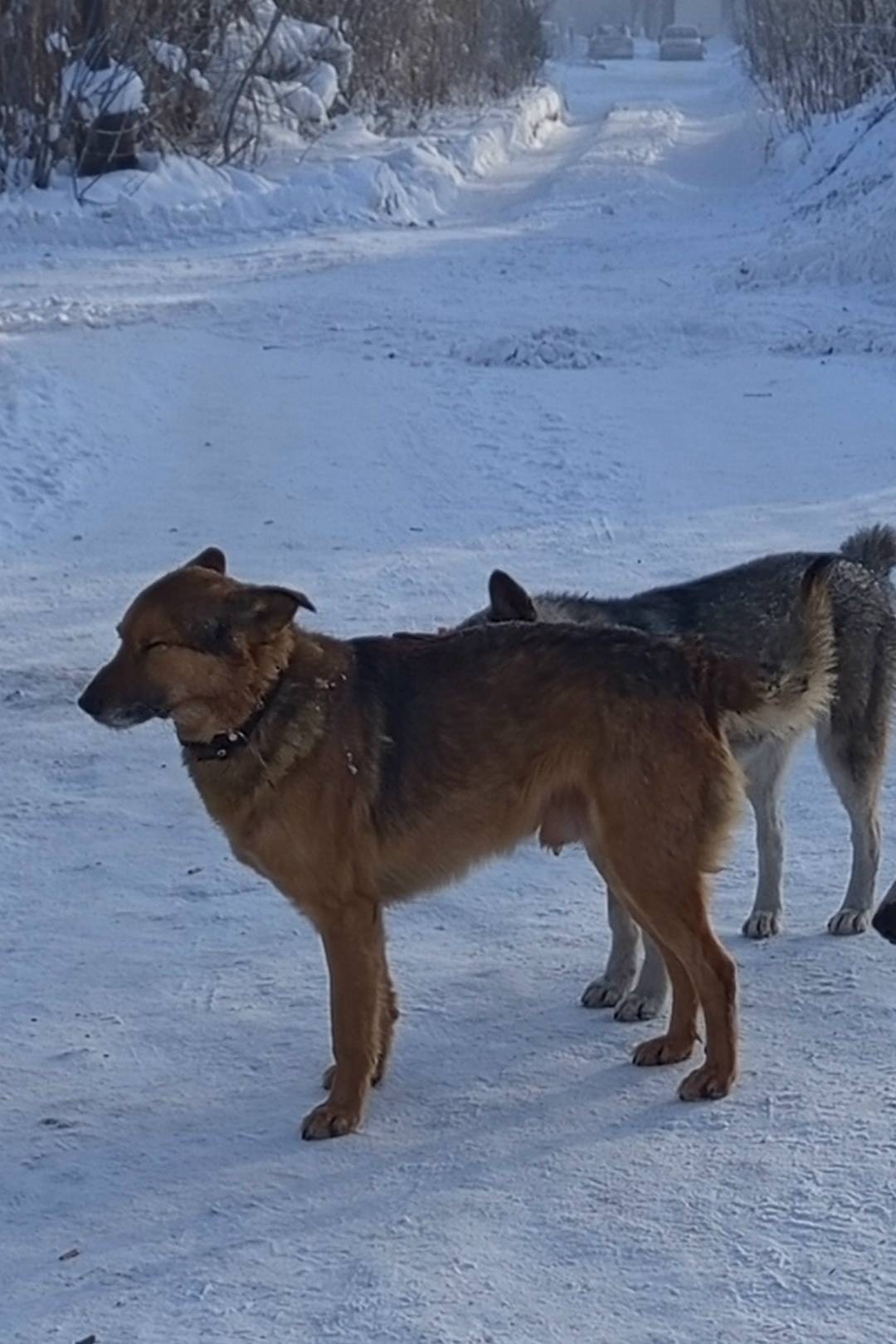 Пропал Рэкс, гос приют Остров надежды