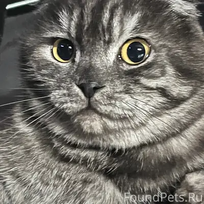 Пропал кот Мартин, гора