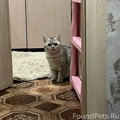 Пропала кошка Муся, Фокинский район