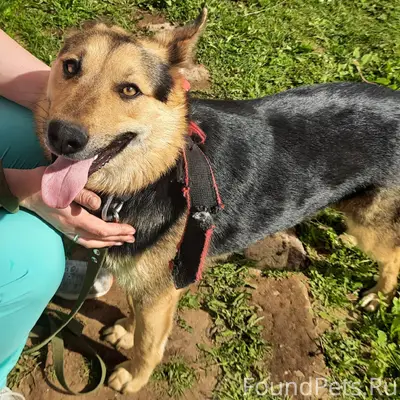 Пропал пёс, Ржевка