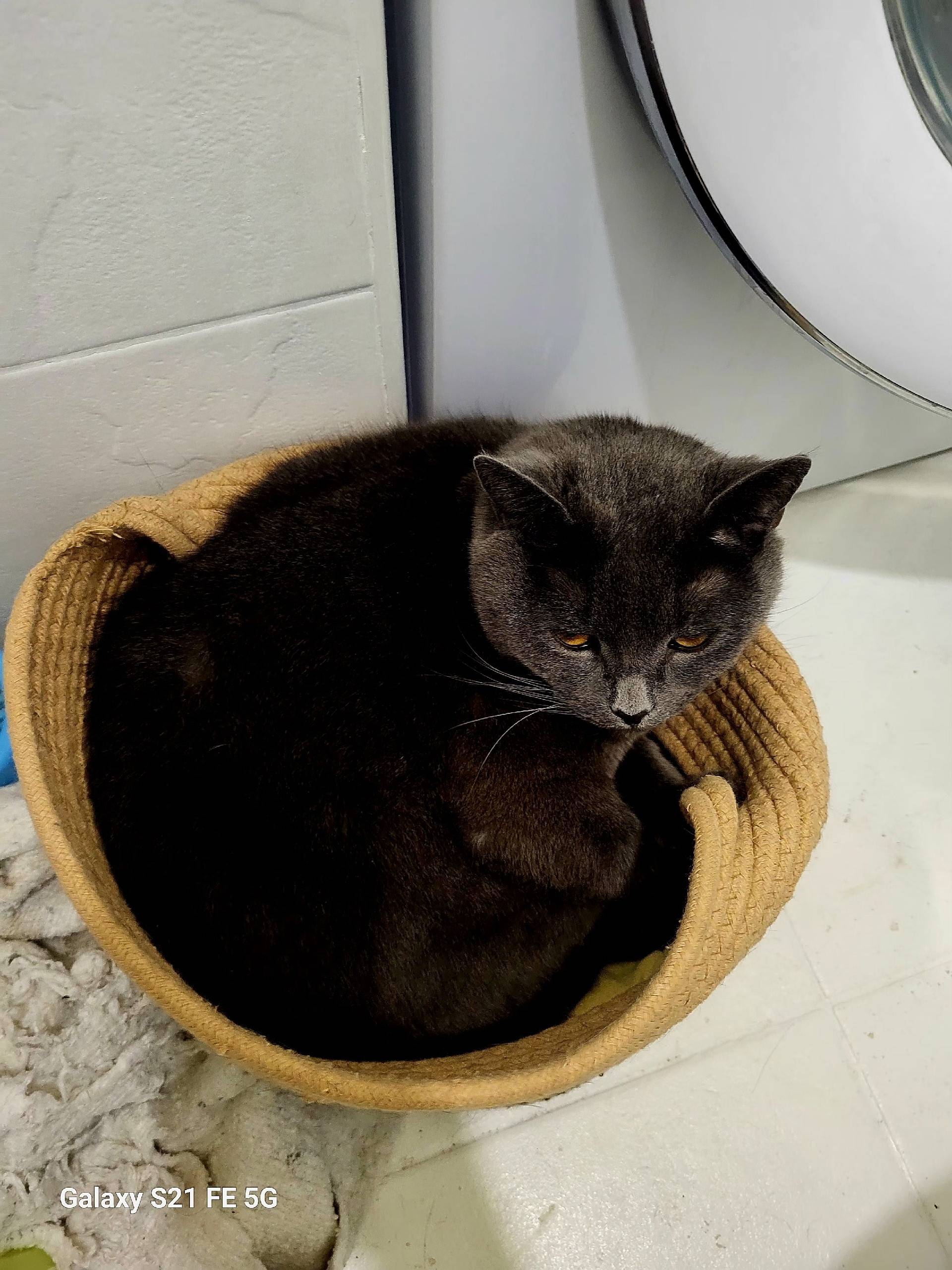 Найдена кошка Симон