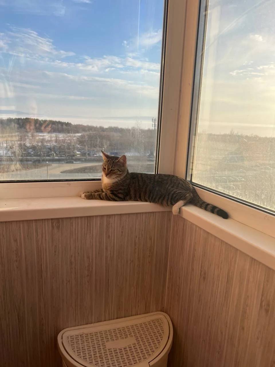 Пропала кошка Тольятти