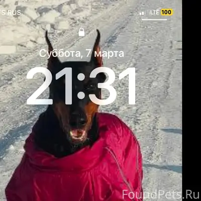 Пропала собака доберман Бара, Империя масел