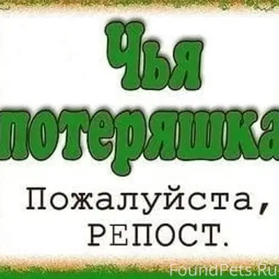 Пропала кошка, Ижевск, Труда
