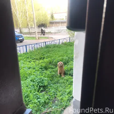 Найден пёс, Блюхера 11