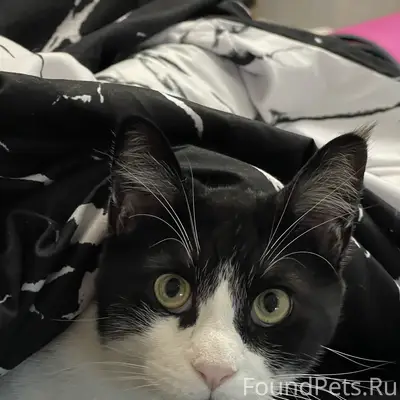 ПОМОГИТЕ НАЙТИ КОТИКА! КОТИК ПОДСТРИЖЕН! район ул. СТЕПАНЯНА  Помогите найти кота !!! 🙏🏻 Потерялся 21.04. на улице Степаняна 7 , у 4го подъезда.  Кота зовут Бэтман , по размеру чуть больше обычных котов , метис мейн-куна.  Подстрижен! Без ошейника , кастрирован .Возраст 1,5 года Кот домашний , боится всего на улице , ест только корм , на улице не выживет !!! Если увидите его , не пытайтесь поймать , может укусить!  Сразу звоните по номеру телефона +79785168445 Юрий  +79785780488 Анна  ВОЗНАГРАЖДЕНИЕ БУДЕТ !!!! Автор vk.com/id803039059