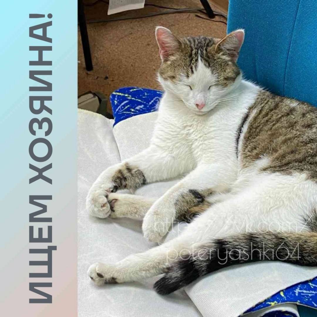 Найден кот, Заводской район, Орджоникидзе 13/2