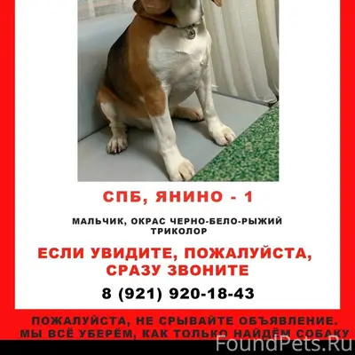 Пропал пёс, Янино 1