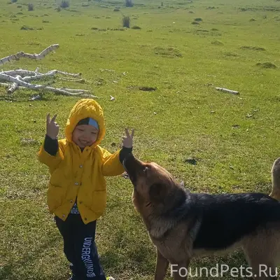 Пропал Грэй, немецкая собака, улица Каратанова