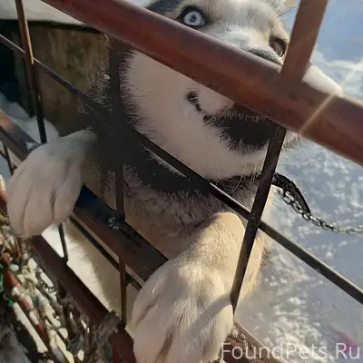 Пропала собака Герда