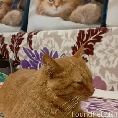 Пропал рыжий кот, с. Кичанзино