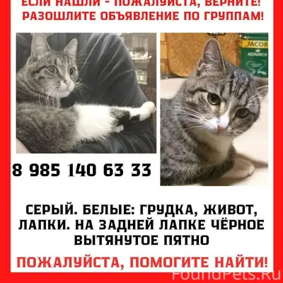 Пропал домашний котик Коти, Малаховка