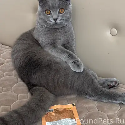 Пропал кот Филя, ул. Набережная