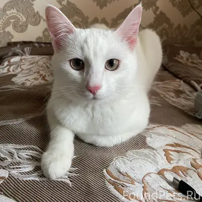 Пропала кошка Маша, вознаграждение