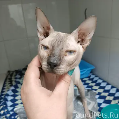 Найден кот Май, посёлок