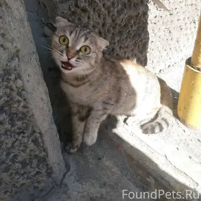 Найдена вислоухая кошка, улица Ферганская