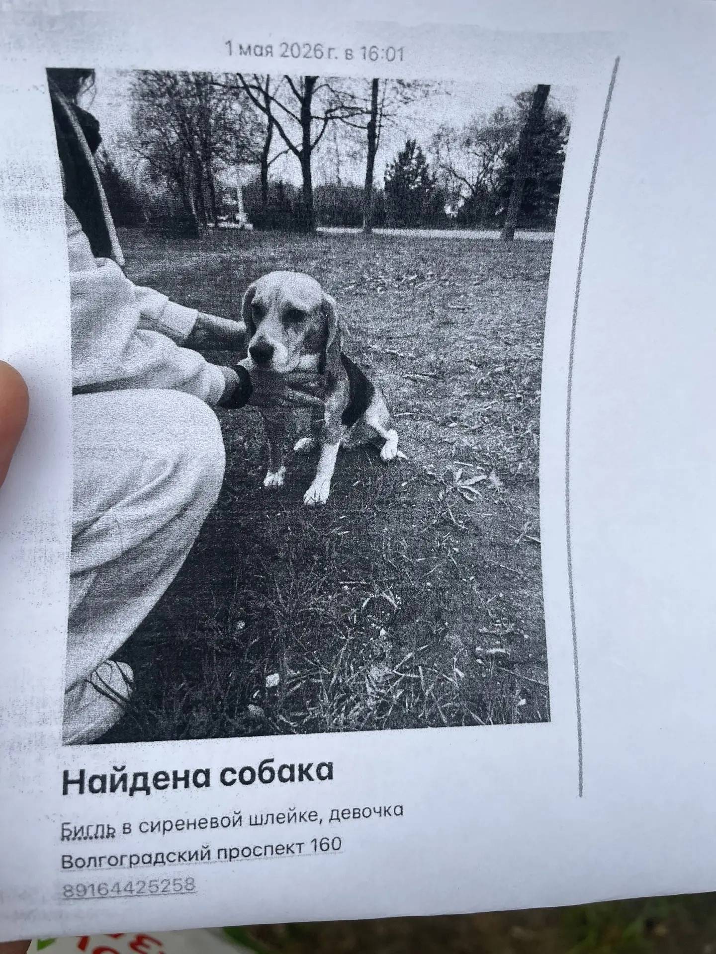 Найден бигль, срочно ищем хозяев