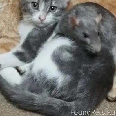 Пропала кошка, Симферополь