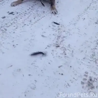 Пропал пёс Серый и Красавчик, Копейск