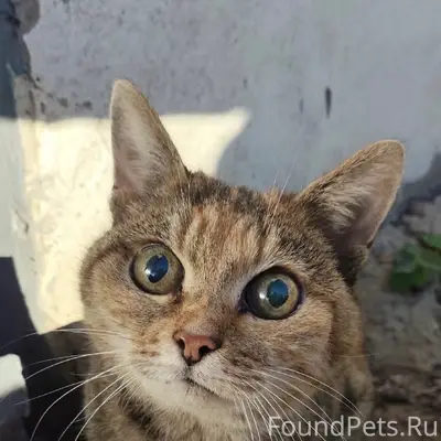 Найдена кошка, [место не указано]