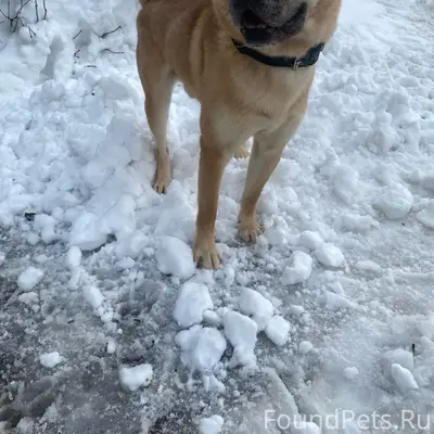 Пропал пёс Кекс