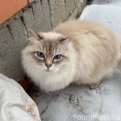 Пропала кошка Муська, Ленинский район