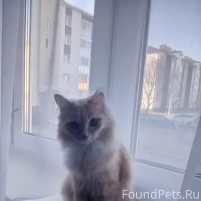 Пропал кот Тео, район парка Гагарина