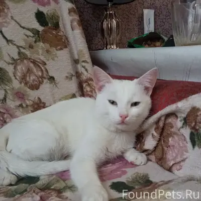Найден кот, без породы