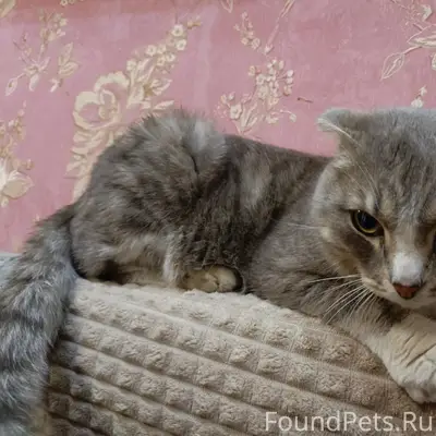 Найден вислоухий кот, без клички