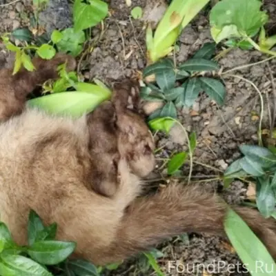 Найдена кошка, Северный район