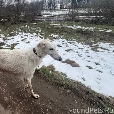 Найдена русская борзая, девочка, Щелковский район