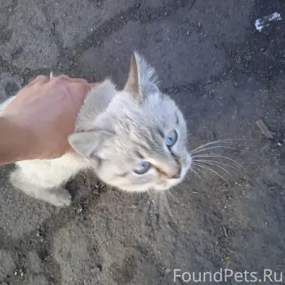 Пропал сиамский кот, переулок Глеба Успенского