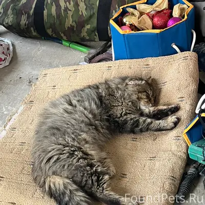 Пропал кот, район ул. Есенина