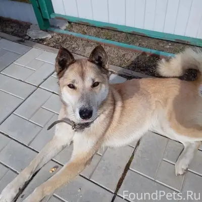 Найден щенок, сад 'Ключики'